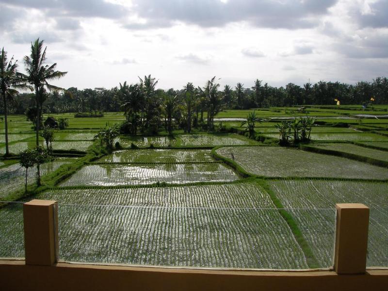 Green Field Hotel And Bungalow Ubud Exterior foto